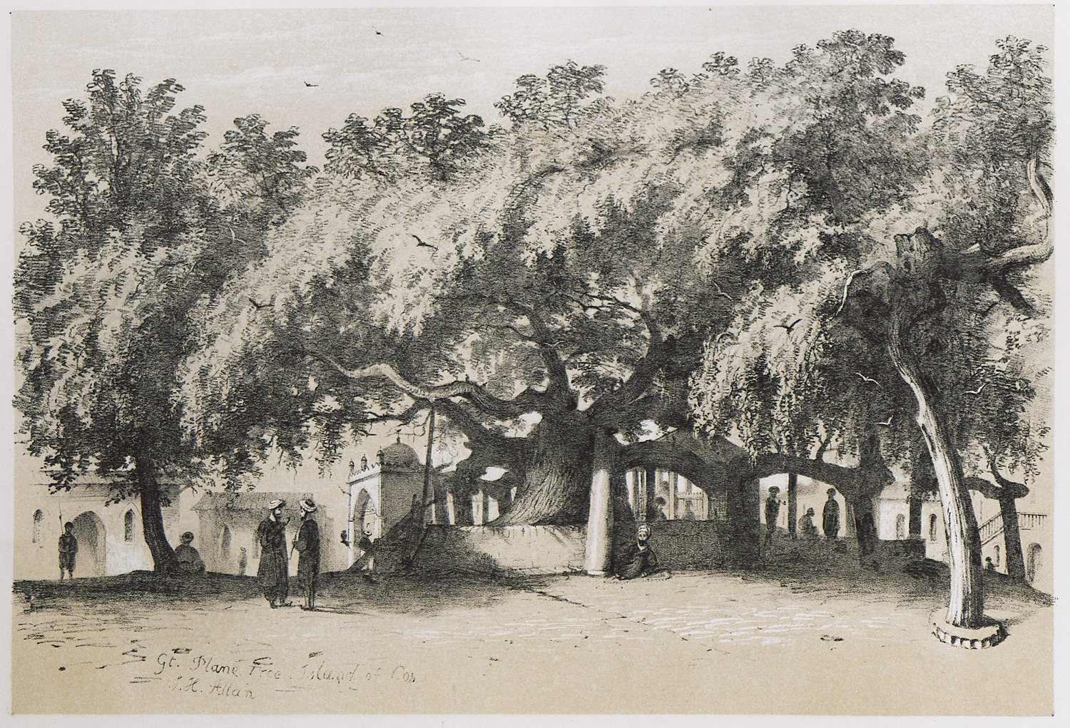 Η κεντρική πλατεία της πόλης της Κω με τον λεγόμενο Πλάτανο του Ιπποκράτη